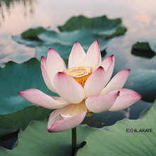 Load image into Gallery viewer, Women's Body Butter (Travel Size) - Spring/Summer Collection